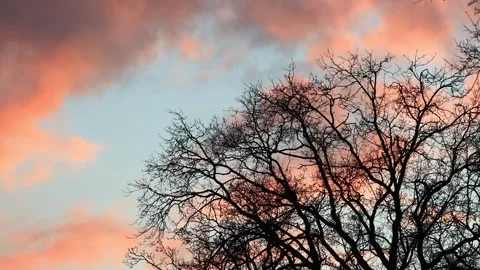  tree in winter at cloudy sunset Stock Footage 244254864