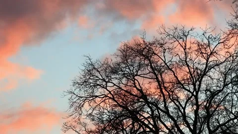  tree in winter at cloudy sunset Stock Footage 244254921