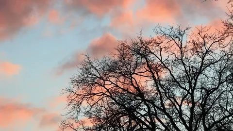  tree in winter at cloudy sunset Stock Footage 246183483