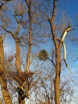 Tree in winter as contrast to sky Stock Photos