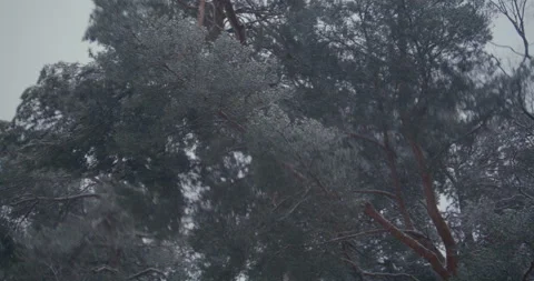 Tree in a winter day Stock Footage 233973195
