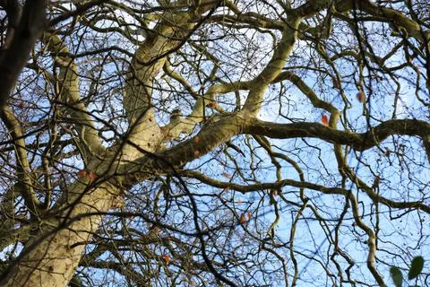 Tree in the winter empty of leaves Stock Photos