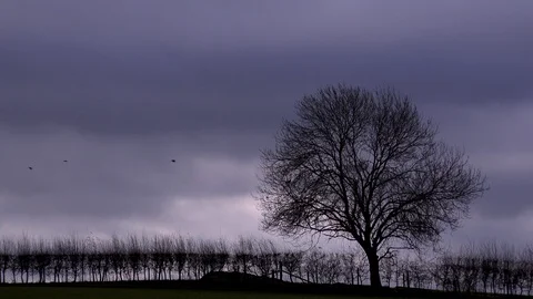 Tree in winter England with sun time lapse UK 4K Stock-Footage 101773868