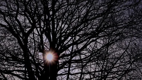 Tree in winter England with sun time lapse UK 4K Stock-Footage 102638127