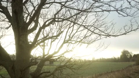 Tree in winter with field and hut in background during setting sun Stock Footage 169049288
