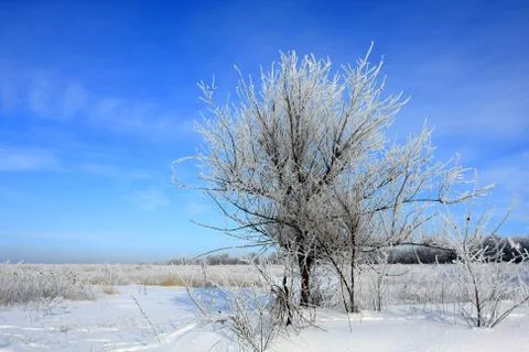 Tree on the winter field Stock Photos