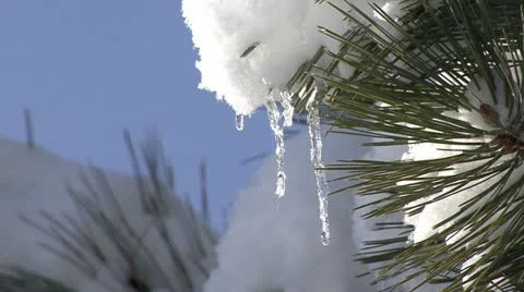 Tree in Winter Stock Footage 12766486