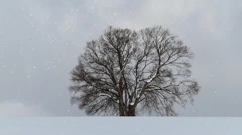 Tree in winter Video stock 21562930