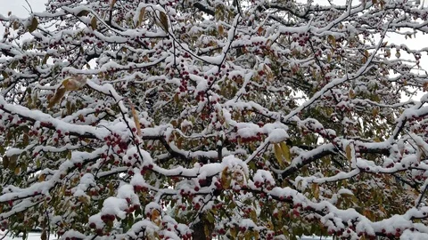 Tree in Winter Stock-Footage 102129378