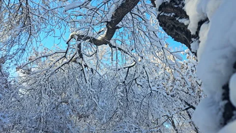 Tree in a Winter Forest Stock Footage 255954284