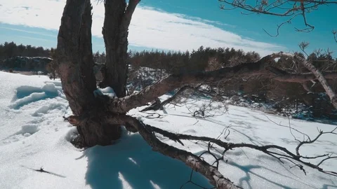 Tree in a winter forest over a frozen lake Stock Footage 87586219