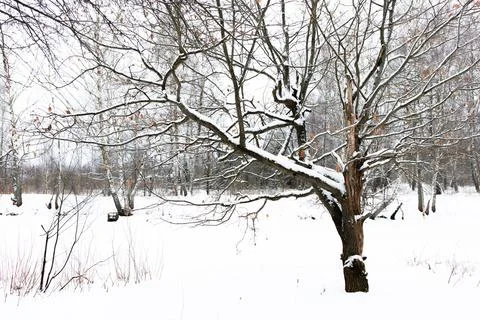 A tree in winter in the forest surrounded by snow Stock Photos