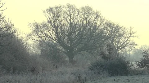 Tree In A Winter Frost Video stock 102273703