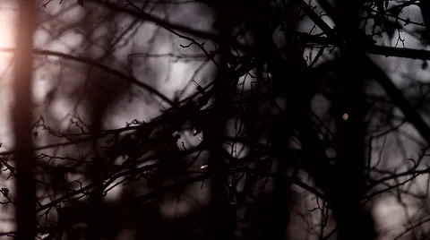 A tree in winter with holiday lights Stock Footage 51333373