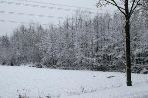 Tree in a winter landscape Stock Photos