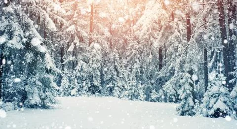 Tree in winter landscape Stock Photos