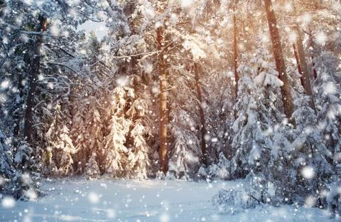 Tree in winter landscape Stock Photos