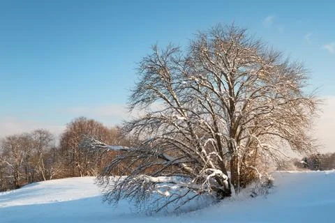 Tree in winter landscape Stock Photos