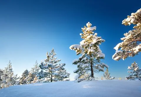 Tree in winter landscape Stock Photos