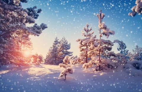 Tree in winter landscape Stock Photos