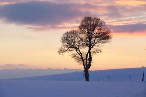 Tree in a winter landscape at sunset Stock Photos