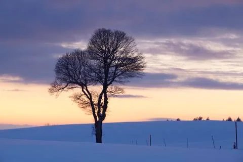 Tree in a winter landscape at sunset Stock Photos