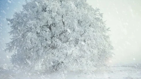 Tree at winter meadow land with falling snow Stock Footage 113681621