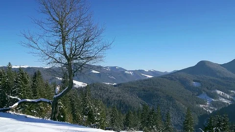 Tree in the winter mountain time lapse Stock Footage 84741457