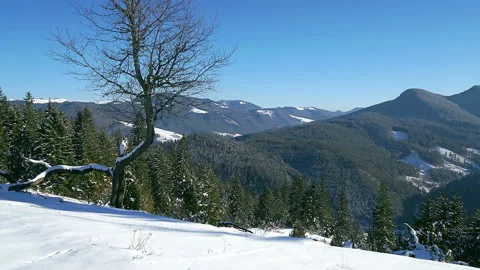 Tree in the winter mountain time lapse Video stock 86082187