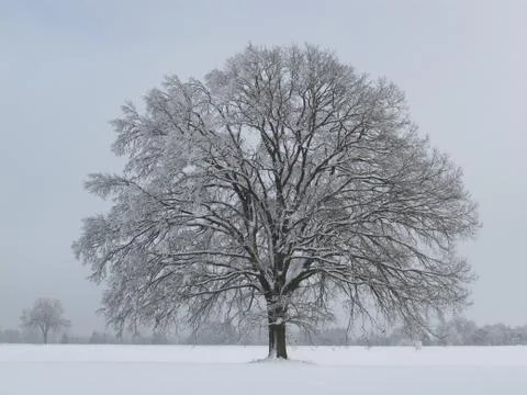Tree in winter Stock Photos