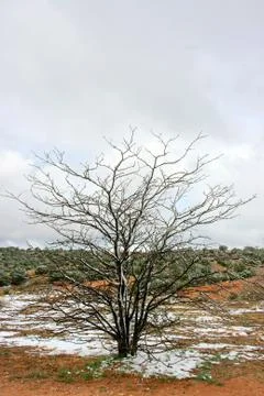 Tree in winter Stock Photos