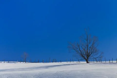 Tree in winter Stock Photos