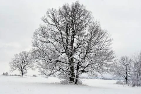 Tree in winter Stock Photos
