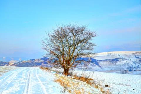 Tree in winter Stock Photos