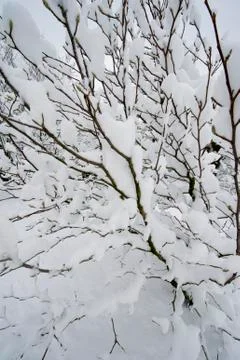 Tree in winter Foto stock