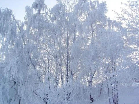 Tree in winter Stock Photos