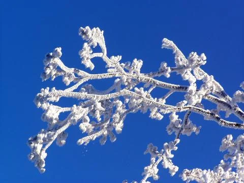 Tree in winter Stock Photos