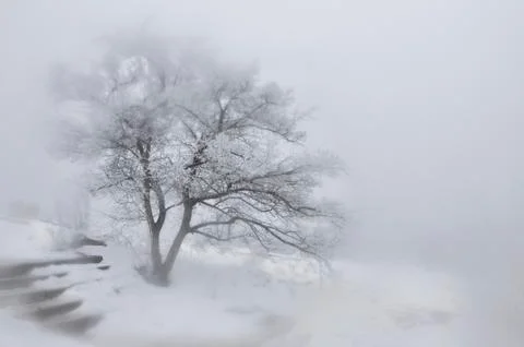 A tree in winter Foto stock
