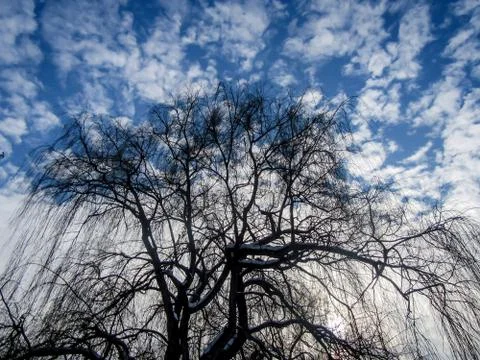 Tree in the winter Stock Photos