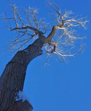 Tree In The Winter Stock Photos