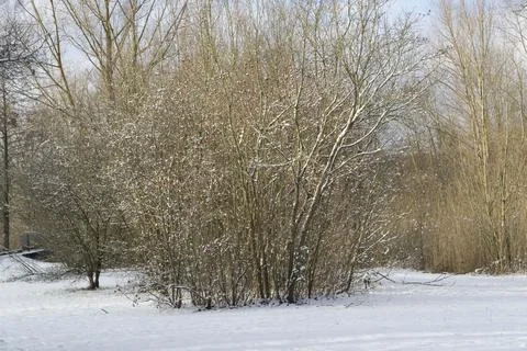 Tree in winter Stock Photos
