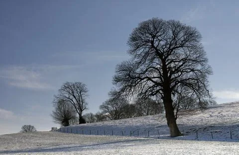 Tree in winter Stock Photos