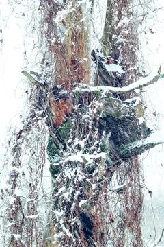Tree in winter Stock Photos