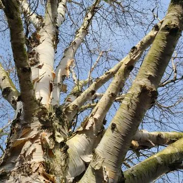A tree in winter Stock Photos