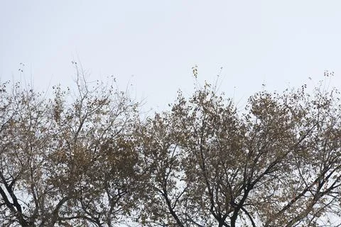 Tree in winter 스톡 사진
