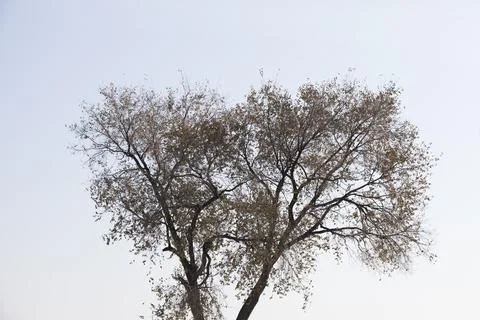 Tree in winter Stock Photos