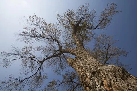 Tree in winter Foto stock