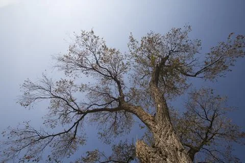 Tree in winter 스톡 사진