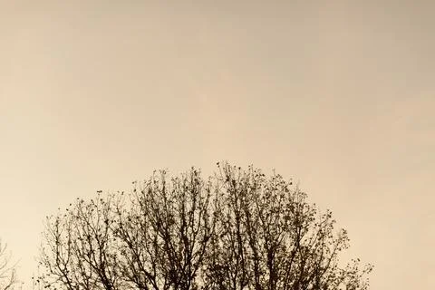 Tree in winter Foto stock