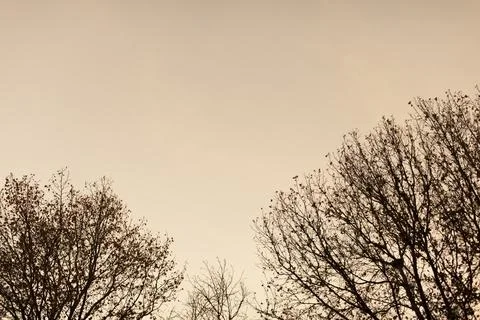 Tree in winter Foto stock